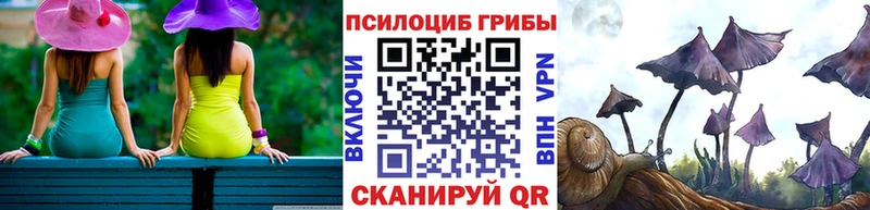 Псилоцибиновые грибы Cubensis  купить   Терек 
